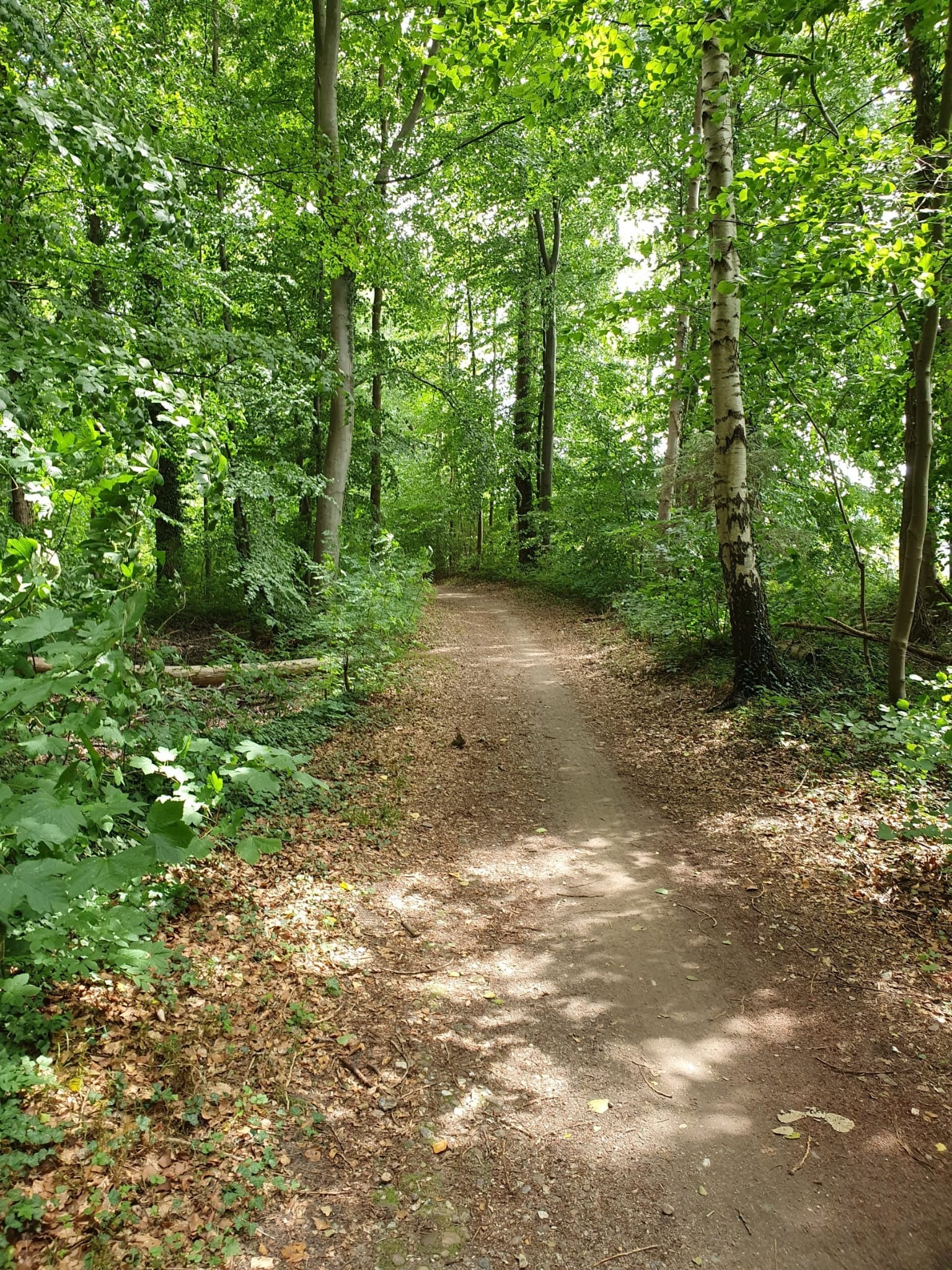 Ein klarer Weg durch einen dichten Wald
