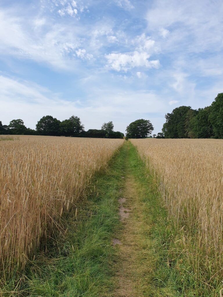 Ein Weg zwischen zwei Feldern. Im Hintergrund ist ein Wald zu sehen.